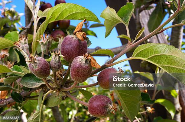Nahaufnahme Von Ripening Äpfel Auf Baum Stockfoto und mehr Bilder von Apfel - Apfel, Baum, Blume