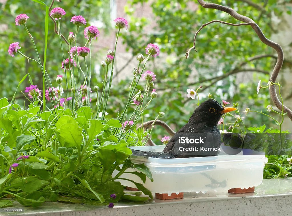 Was ist? blackbird sitzt im Wasser - Lizenzfrei Balkon Stock-Foto