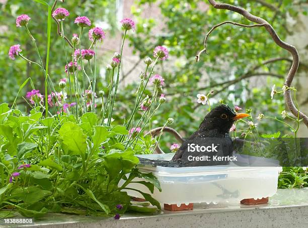 Was Ist Blackbird Sitzt Im Wasser Stockfoto und mehr Bilder von Balkon - Balkon, Vogel, Badewanne