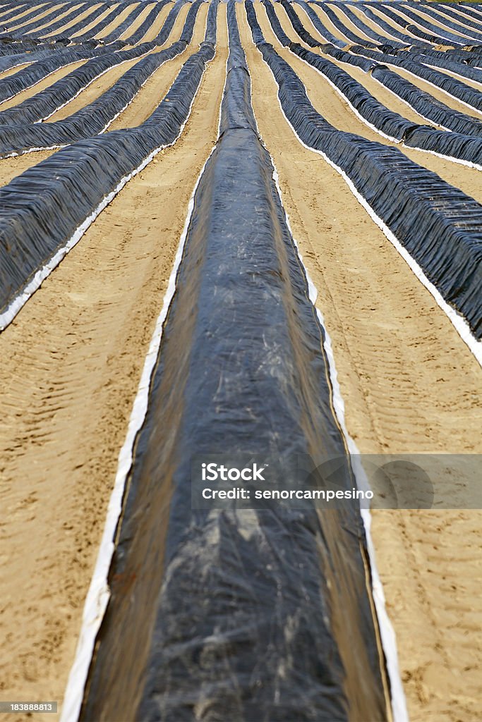 Aspargos field - Foto de stock de Agricultura royalty-free
