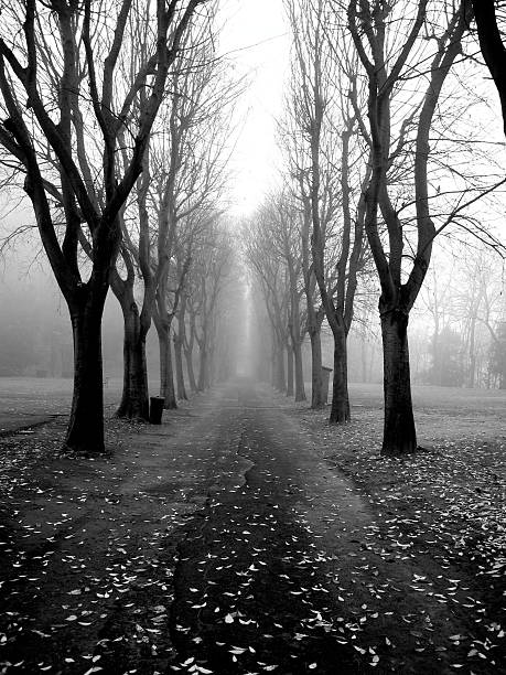 istock Avenue In The Winter Fog 183888951