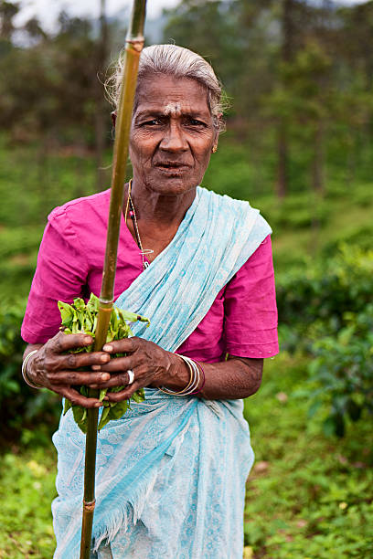 istock Tamil tea pickers collecting leaves, Sri Lanka 183888983