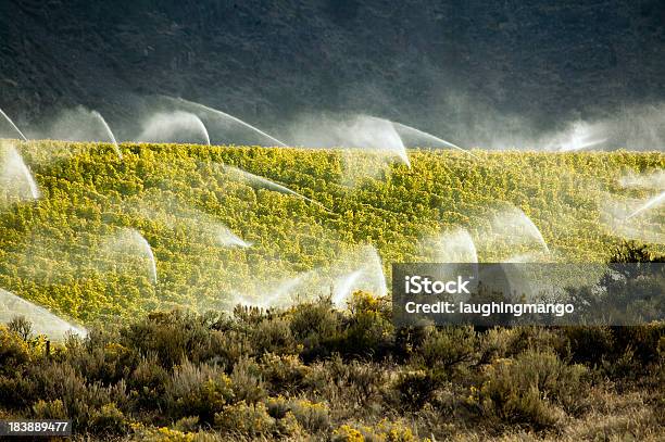 Foto de Vinhedo De Irrigação De Sprinkler Agricultura Okanagan Valley e mais fotos de stock de Agricultura