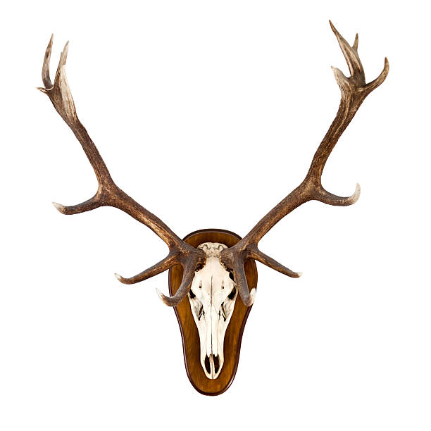 사슴뿔 흰색 벽에 클리핑 경로가 포함 - antler stag deer animal skull 뉴스 사진 이미지