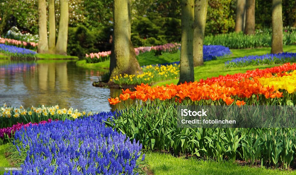 Frühling in einem park - Lizenzfrei Blume Stock-Foto