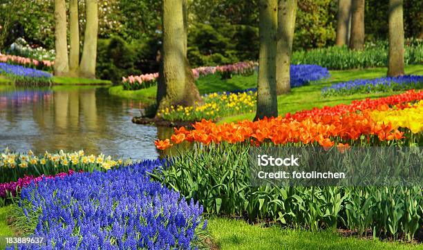 Frühling In Einem Park Stockfoto und mehr Bilder von Blume - Blume, Narzisse, Rot