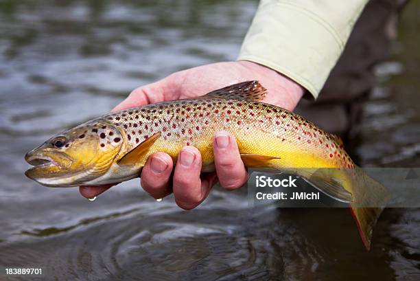 Brown Forelle Stockfoto und mehr Bilder von Europäische Forelle - Europäische Forelle, Bach, Bildschärfe