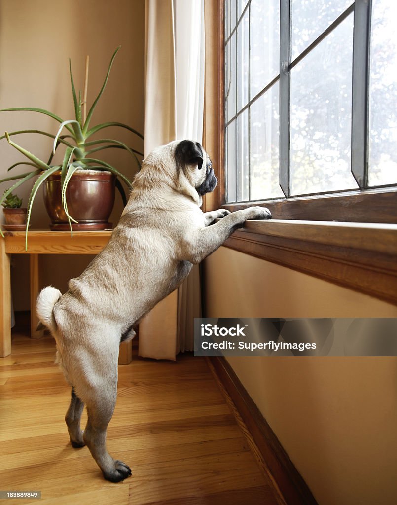 Cute Pug Dog with Paws on Windowsill Looking Outside Expectantly A cute Pug breed Dog is indoors on his hind-legs with his paws on a windowsill. He looks expectantly out of the window on a sunny day. Window Stock Photo