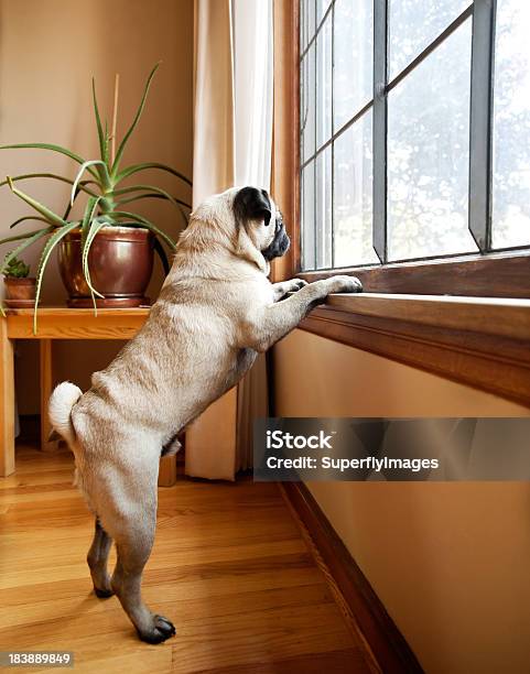 Cute Pug Dog With Paws On Windowsill Looking Outside Expectantly Stock Photo - Download Image Now