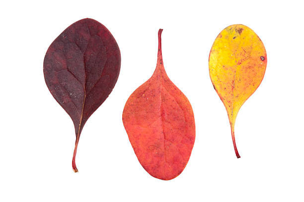 istock Three Barberry Leaves Close Up 183890103
