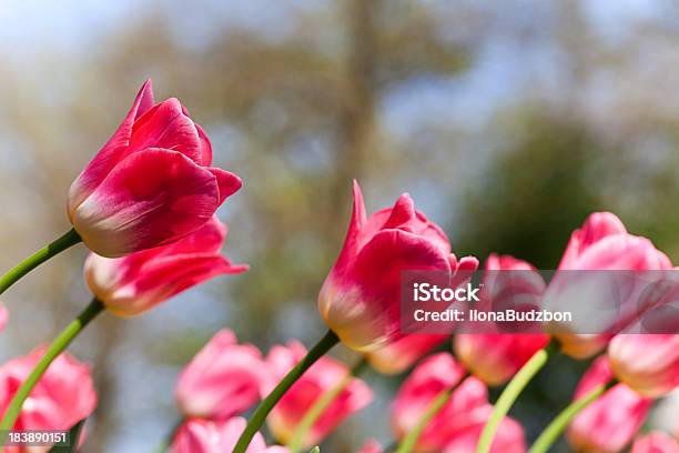 Tulipani Rosa - Fotografie stock e altre immagini di Abbondanza - Abbondanza, Aiuola, Ambientazione esterna