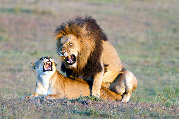 istock Mating lions, Masai Mara, Kenya 183890172