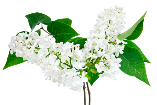 blooming white lilac (syringa) (isolated )