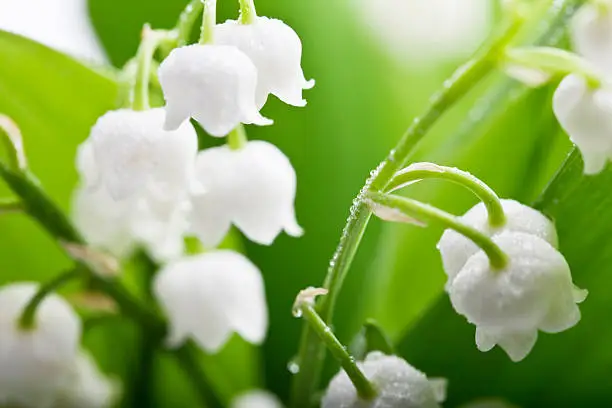 Photo of lily-of-the-valley and water drops