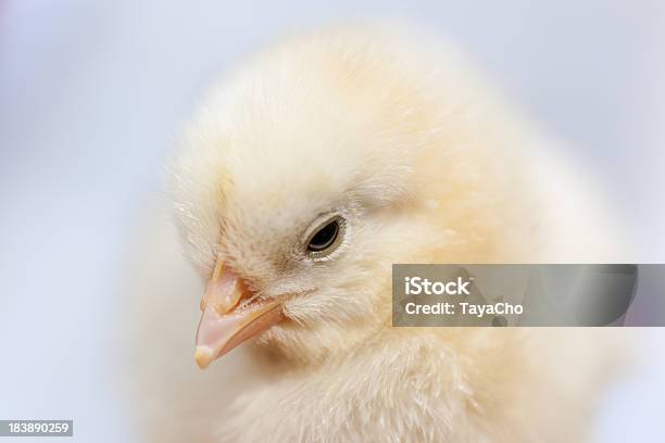 Foto de Retrato De Bebê Com Frango e mais fotos de stock de Amarelo - Amarelo, Animal, Animal de Fazenda