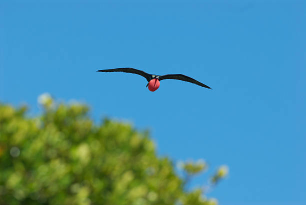 istock frigate bird in flight over mangrove forest 183890288