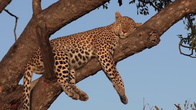 A leopard lazing in a tree, sound asleep under the golden glow of the African sun.