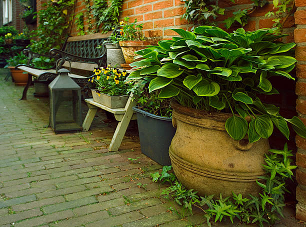 Street full of plants in an old typical street from Netherlands. Narrow deep of field.