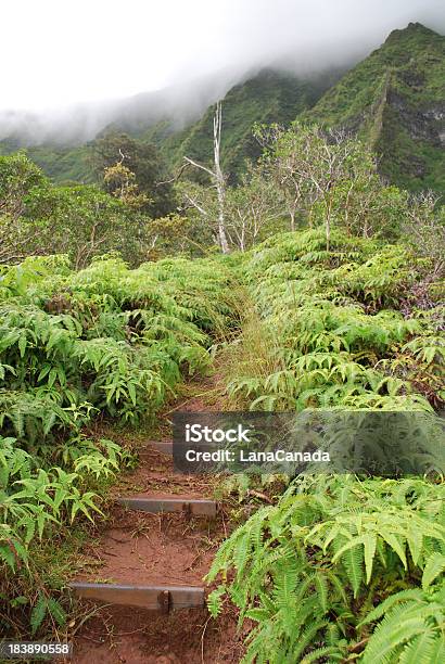 Wandern Auf Hawaiiinseln Stockfoto und mehr Bilder von Baum - Baum, Berg, Berggipfel