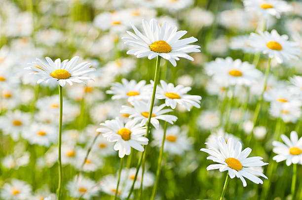 연두빛 메도 예술 공연 관람과 함께 마거리트 데이지 - marguerite 뉴스 사진 이미지