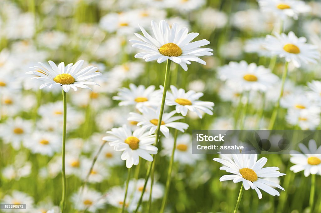spring meadow wiht marguerite daisy Daisy Stock Photo