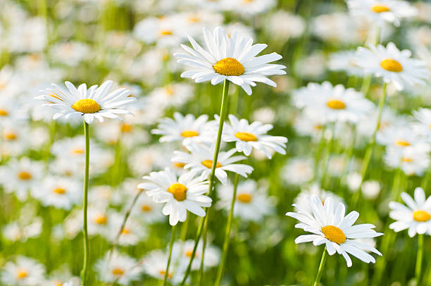 весна луг поддержкой и изолированным супинатором маргаритка daisy - focus on foreground full frame macro horizontal стоковые фото и изображения