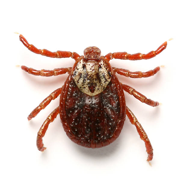 tick Tick 4mm from Polish parasitic photos stock pictures, royalty-free photos & images