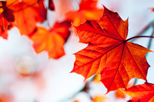 accero rosso - maple tree branch autumn leaf foto e immagini stock