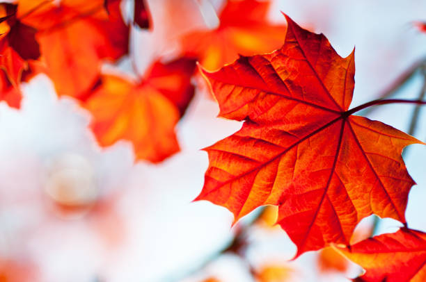 レッドのメープル - canada canadian culture leaf maple ストックフォトと画像
