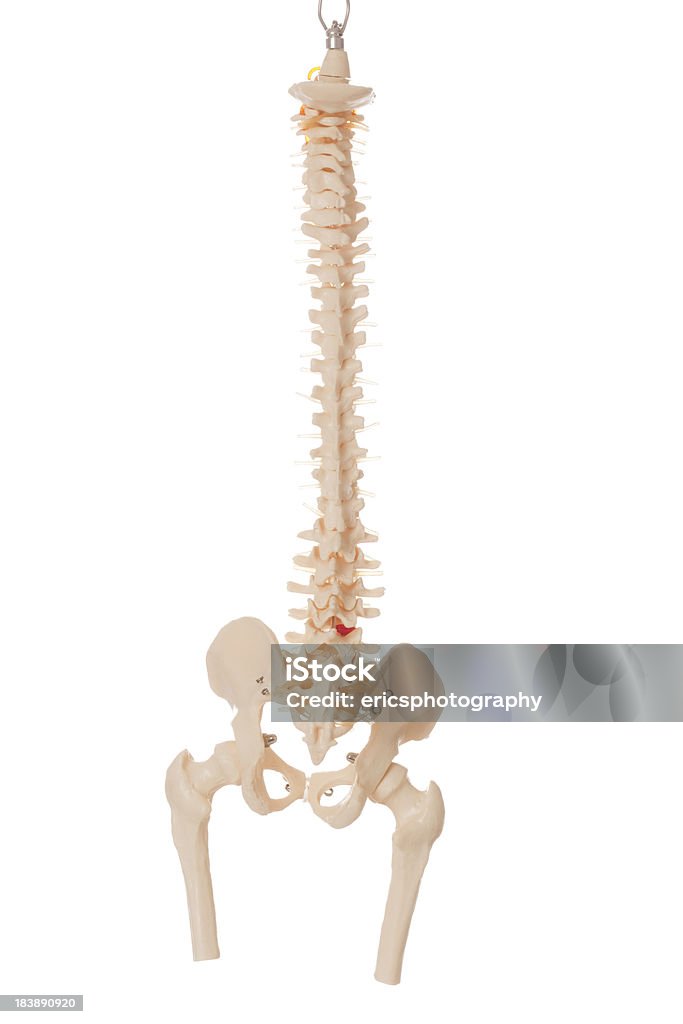 Espinal medula - Foto de stock de Anatomia royalty-free