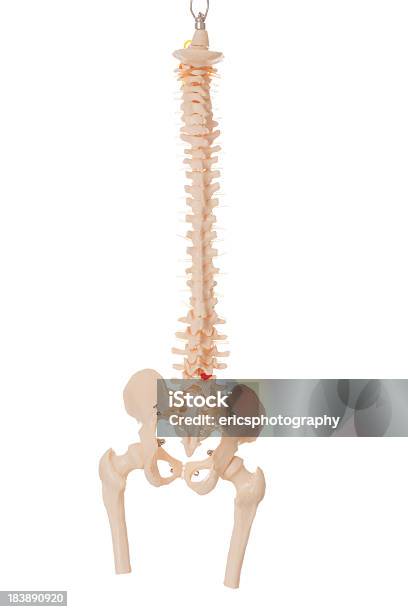 Foto de Espinal Medula e mais fotos de stock de Anatomia - Anatomia, Ciência, Corpo humano