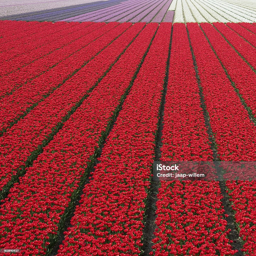 tulip fields dutch spring landscape Agricultural Field Stock Photo