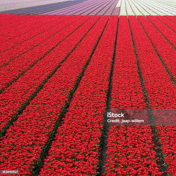 Tulip Fields Stock Photo - Download Image Now - Agricultural Field, Backgrounds, Beauty