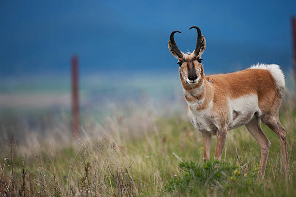 A pronghorn standing in grasslands on a hillside