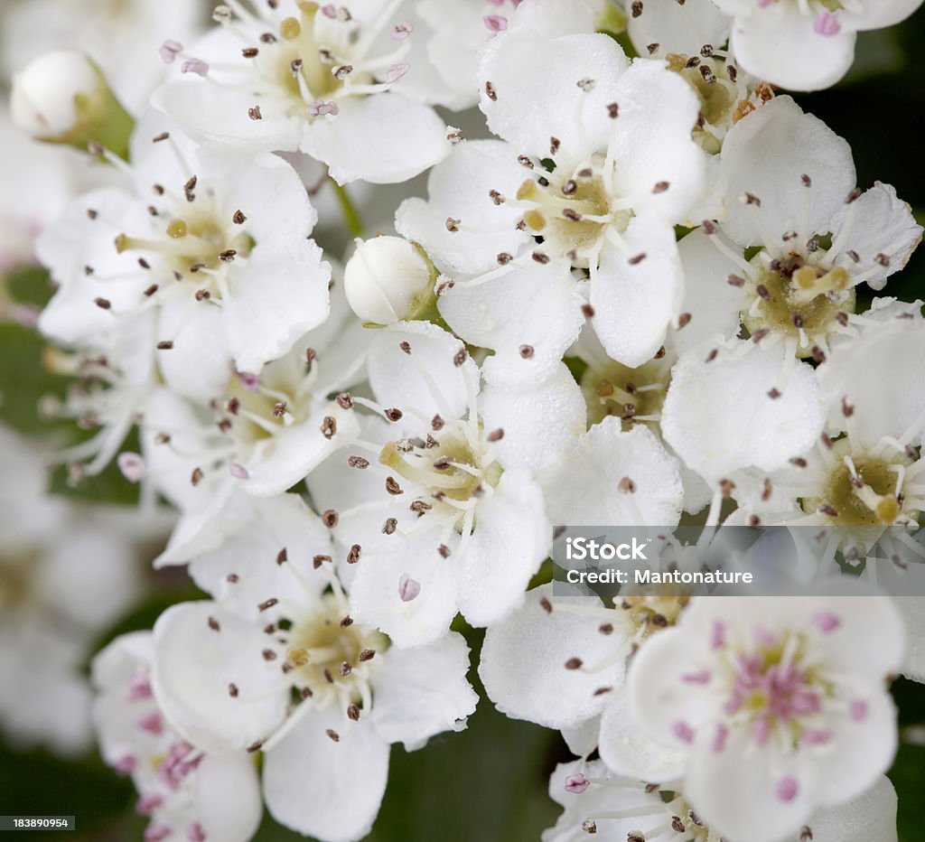Blüten der Hawthorn (Crataegus monogyna) oder Blossom - Lizenzfrei Weißdorn - Strauch Stock-Foto