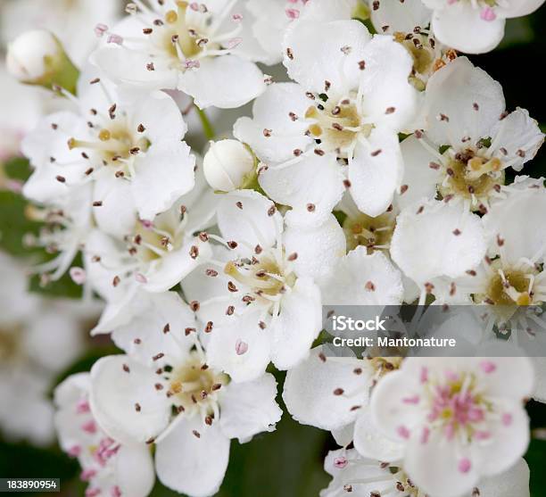 Photo libre de droit de Arbres En Fleur Daubépine Ou Peuvent Blossom banque d'images et plus d'images libres de droit de Aubépine - Plante