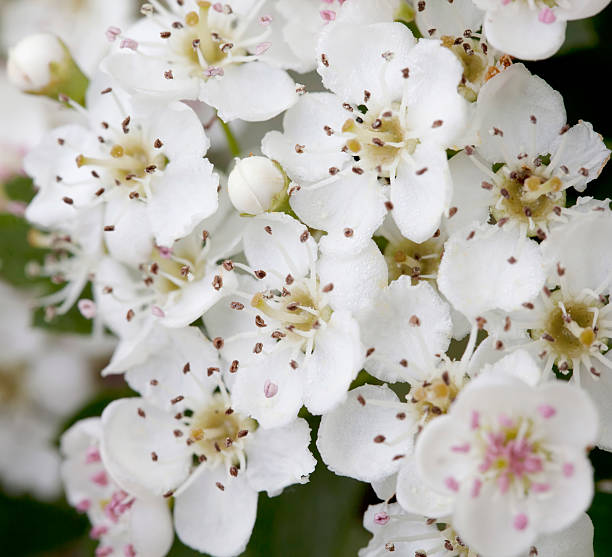 istock Blossoms of Hawthorn (Crataegus monogyna) or May Blossom 183890954