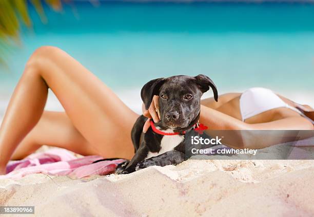 Mulher De Sol Com Um Cachorrinho Na Praia Das Caraíbas - Fotografias de stock e mais imagens de Biquíni