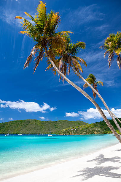 istock palm trees overhanging a tropical beach in the Virgin Islands 183890969