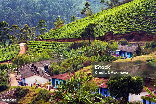 Indian Houses Within Large Tea Plantations Stock Photo - Download Image Now - Agricultural Field, Agriculture, Alternative Lifestyle