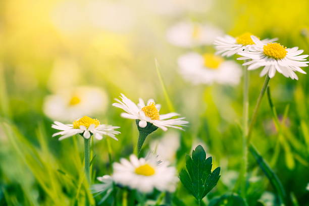 istock Daisies [Bellis perennis] in sunlight 183891038