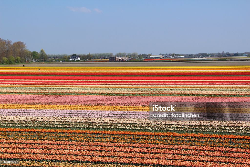 Flower fields – Niederlande - Lizenzfrei Baumblüte Stock-Foto