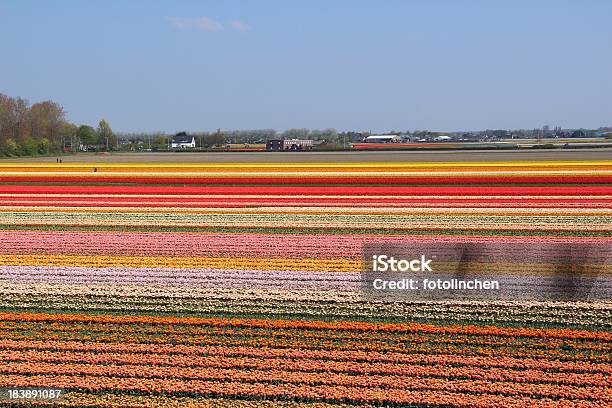 Flower Fields Niederlande Stockfoto und mehr Bilder von Baumblüte - Baumblüte, Blume, Blumenbeet