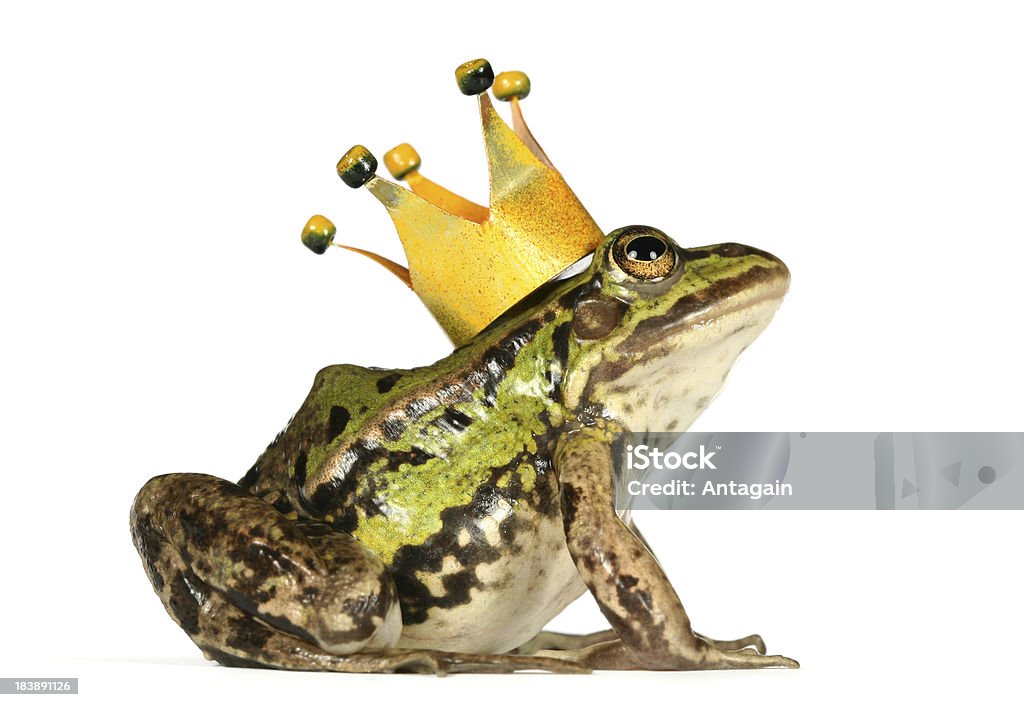 Frosch mit Krone - Lizenzfrei Frosch Stock-Foto