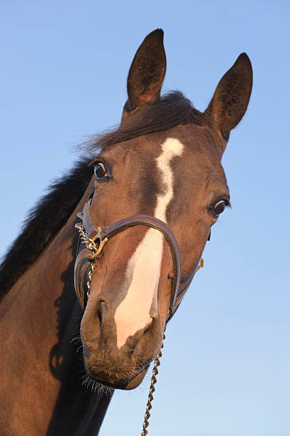 Surprised Horse Staring in Curious Close Up, Looking Down stock photo