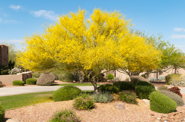 Blooming Palo Verde Tree set in yard with desert landscaping