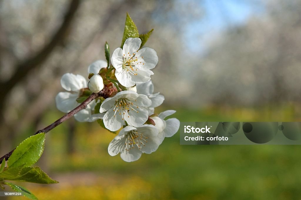 Flores de cerezo en primavera Orchard - Foto de stock de Traverse City libre de derechos