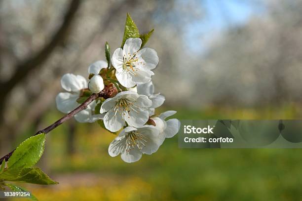 Flores De Cerezo En Primavera Orchard Foto de stock y más banco de imágenes de Traverse City - Traverse City, Agricultura, Aire libre