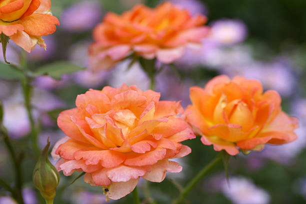 istock Rose flowers Fairest cape 183891436