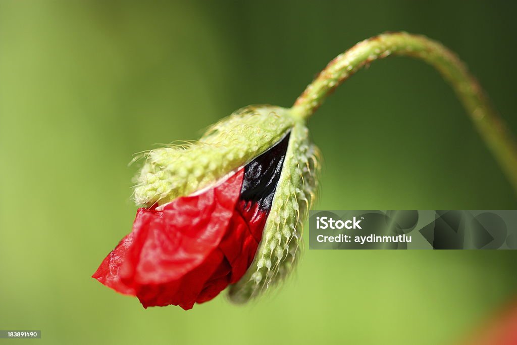 Cabeça da flor de papoula abertura - Foto de stock de Abrindo royalty-free